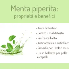 Menta piperita: proprietà e benefici. Foglie di menta in uno splash d'acqua, con elenco dei suoi usi per salute e bellezza.