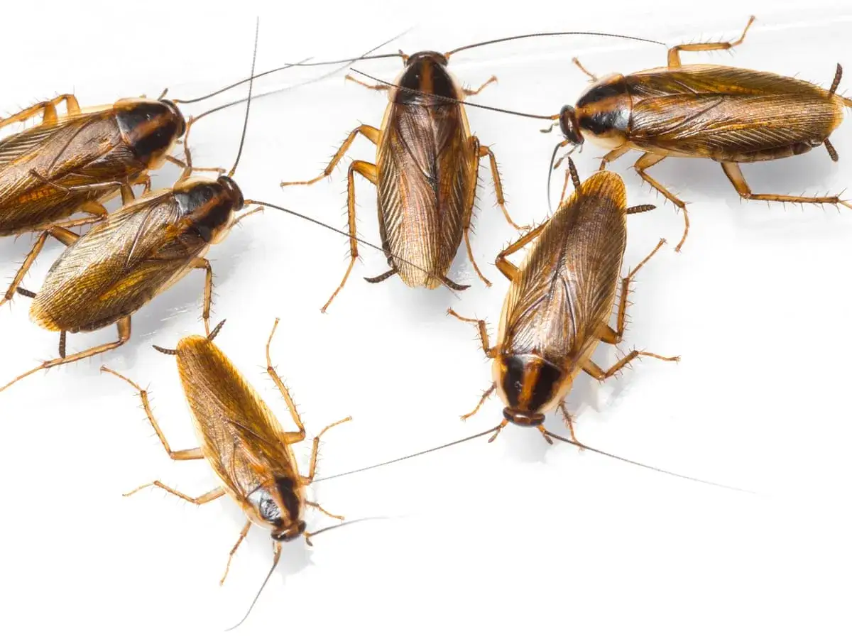 Un gruppo di insetti, probabilmente scarafaggi, si muove su una superficie bianca, come se avessero invaso la macchina del caffè.