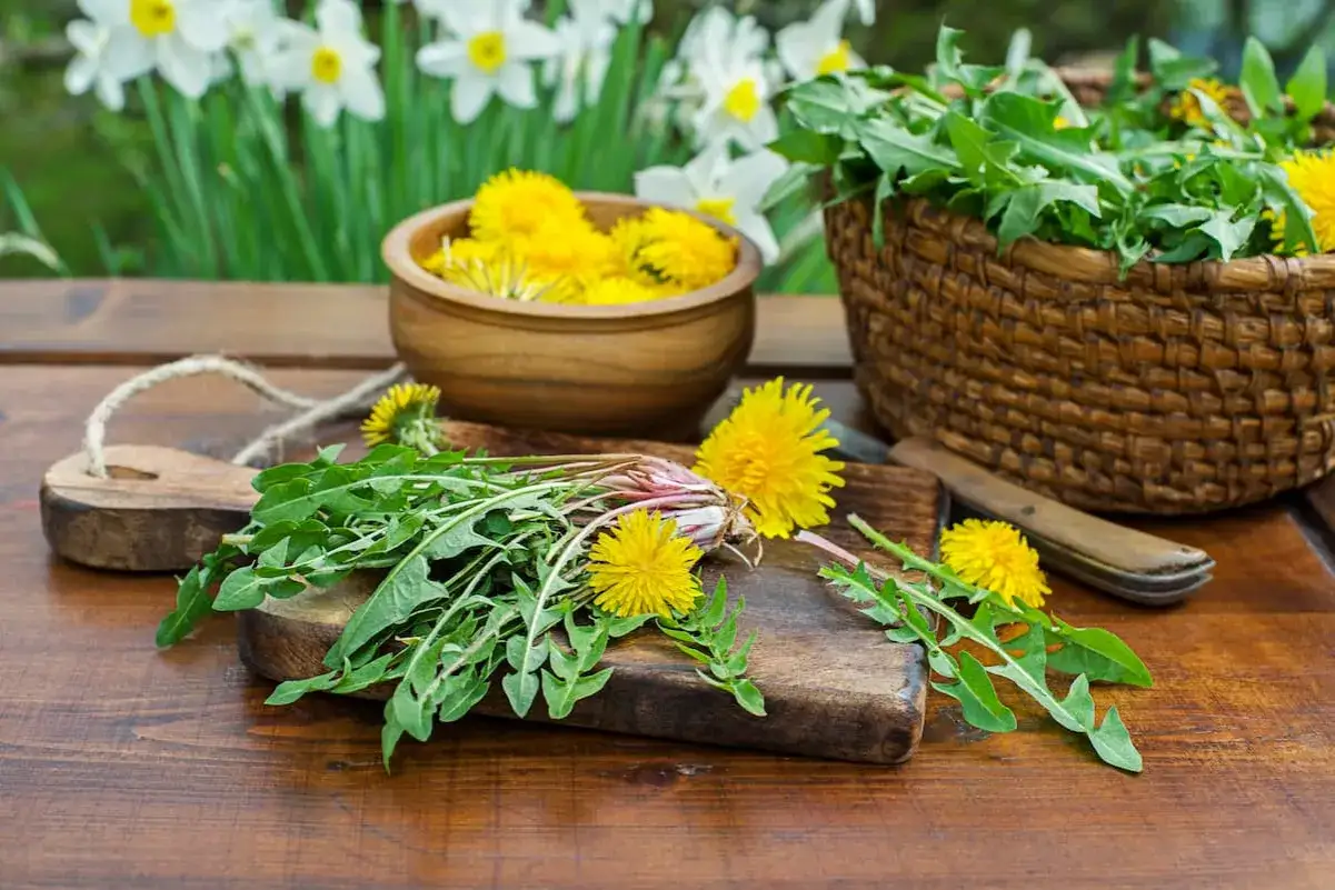 Tarassaco fresco raccolto, pronto per preparazioni che ne esaltano i benefici. Fiori gialli in ciotola e cesto, foglie su tagliere.
